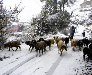 Winter and Autumn of Kinnaur