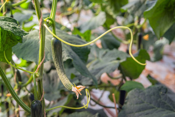 Swinging tendril and very small cucumber