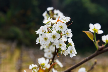 Hawthorn blossom flower.