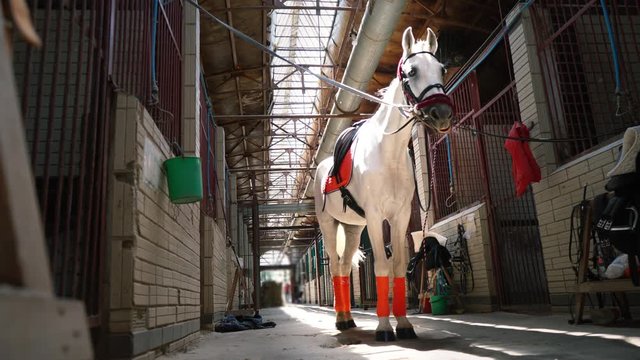 A beautiful white horse in check and with a saddle stands in the middle of the stables