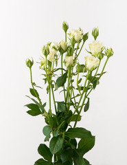 a bunch of untreated rose flowers on a white background
