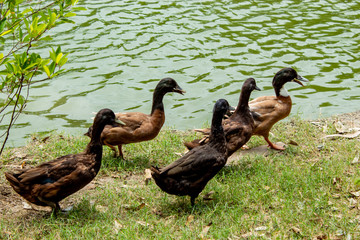 Brown duck is walking along the pond.
