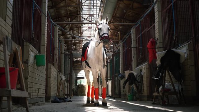 A beautiful white horse in check and with a saddle stands in the middle of the stables