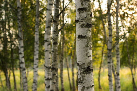 birch summer nature landscape with light of morning sun