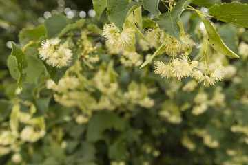 Scented lime flowers.