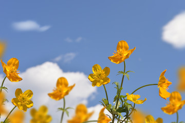 Yellow flowers against the blue sky with clouds. Wildflowers. A bouquet of yellow flowers.