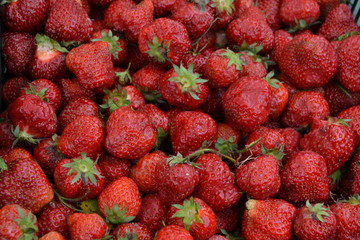 Fragole