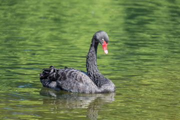 Fototapeta premium Black swan