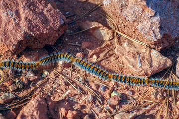 Caterpillars in the row on the red soil