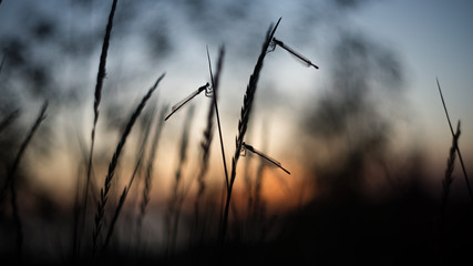 Obraz premium sunset ligth evening nature dragonfly