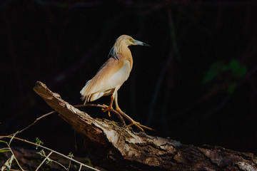 White Heron (Ardea Alba) sitting on a bench in the Danube Delta, Europe, Romania