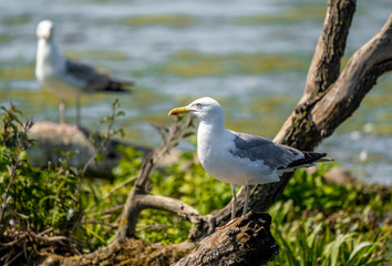 Mediterranean Seagull on a branch in the water in Danube Delta Romania