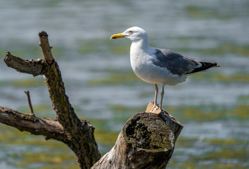 Mediterranean Seagull on a branch in the water in Danube Delta Romania
