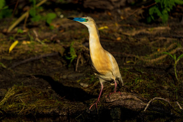 Squacco Heron (Ardeola ralloides) in beautifull sunset light in Danube Delta
