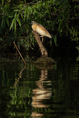 Squacco Heron (Ardeola ralloides) in beautifull sunset light in Danube Delta