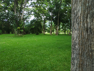 trees view in the morning