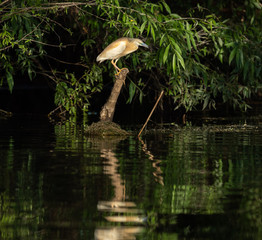 Squacco Heron (Ardeola ralloides) in beautifull sunset light in Danube Delta