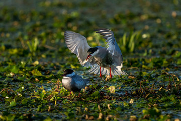 White-Cheeked Tern male bringing fish to a female Tern in Danube Delta Romania wildlife bird photography in the Danube