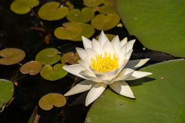 White Lily Lotus with yellow polen on dark background floating on water in Danube Delta