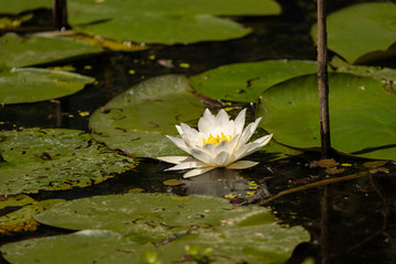 White Lily Lotus with yellow polen on dark background floating on water in Danube Delta
