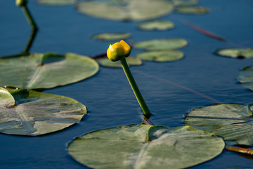 Small Yellow Lotus floating on blue water in Danube Delta, Europe