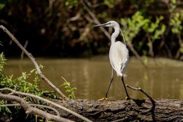 White Heron Egret (Ardea Alba) witting on a bench in the Danube Delta. Great White Heron