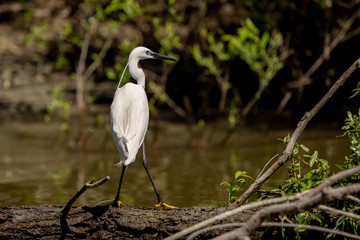 Fototapeta premium White Heron Egret (Ardea Alba) witting on a bench in the Danube Delta. Great White Heron