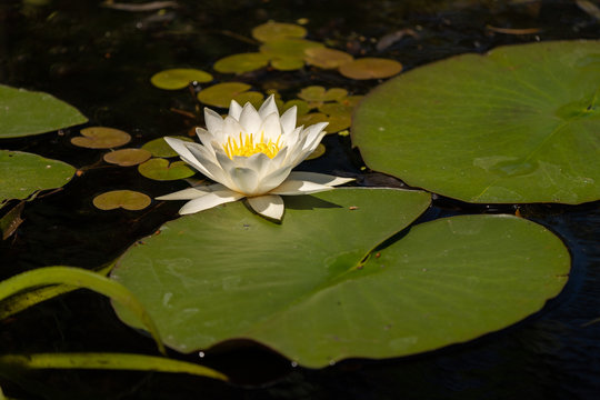 Lotus with yellow polen on dark background floating on water in Danube Delta