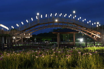 菖蒲のライトアップ