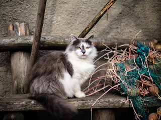 black and white cat sitting on a wooden bench