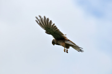 faucon crécerelle