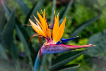 Fototapeta na wymiar Tropical Flowers in Hawaii