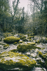 Large stone path with green moss in the middle of the forest