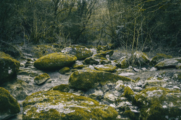 Large stone path with green moss in the middle of the forest
