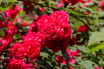 Beautiful bush of red roses in the garden