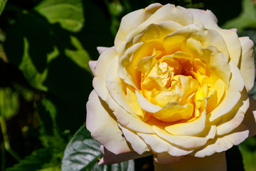Beautiful yellow rose on flowerbed in the garden