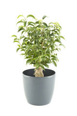 Close-up of a ficus tree in flowerpot. Plant in a pot. Isolated on white background