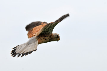 faucon crécerelle