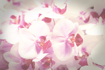 Vintage toned purple Phalaenopsis orchid flowers for background.