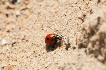 Coccinelle