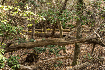 Trees in a forest