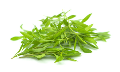 tarragon isolated on a white background