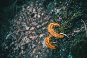 Close-up of mushrooms on a trunk with moss