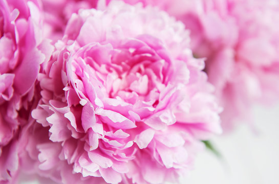 Beauty pink peony flowers