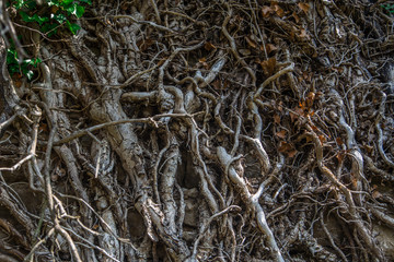 In the Montseny Natural Park, Barcelona, Catalonia, Spain