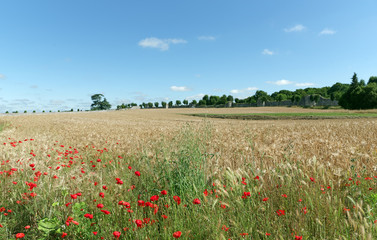 Poppies field and ramparts of Provin medieval village
