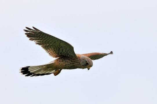faucon cr&eacute;cerelle