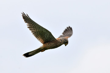 faucon crécerelle