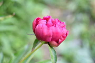 beautiful blossoming flower of a peony burgundy color on a soft blurry background, in a summer garden