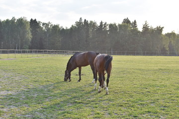 year-old landscape in the stable, two brown-colored horses in blue harness, grazing on green grass
